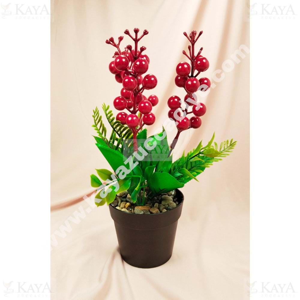 MLN ÇİÇEK SAKSILI KOKİNA ÇİÇEĞİ ZYV25 1*30