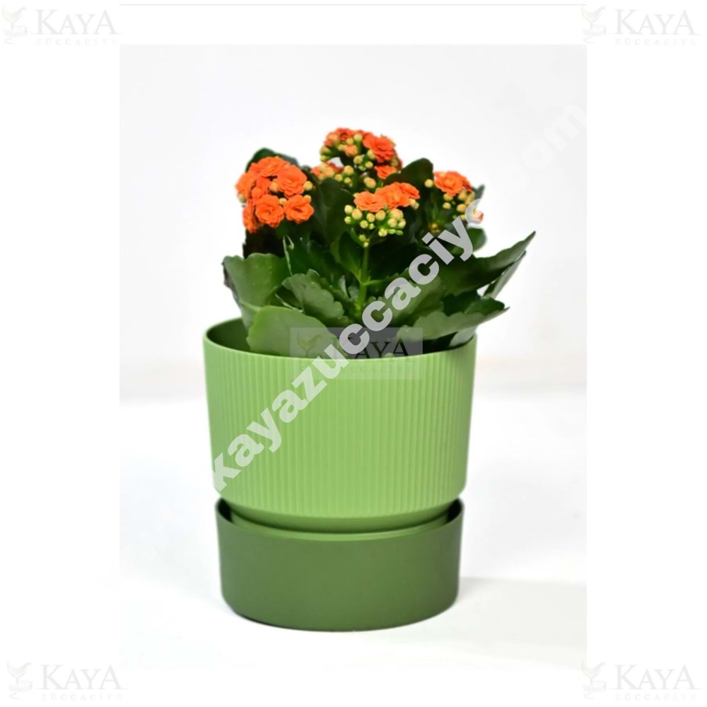 POLİWORK SAKSI IXORA 13 1.25 LİTRE 1*24