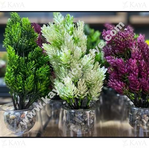 GLD CİDARLI SAKSILI AĞAÇ LAVANTA 1*12